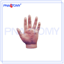 PNT-AM25 human Hand Acupunture Model 15cm